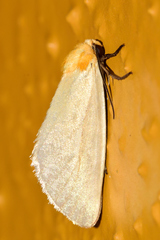 Chrysoecia thoracica