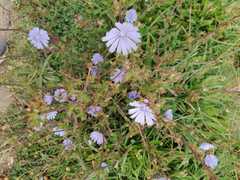 Cichorium intybus