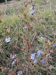 Cichorium intybus