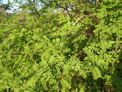 Coursetia glandulosa