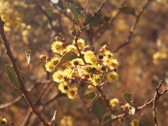 Marramamba Wattle (Acacia marramamba)