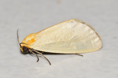 Chrysoecia thoracica