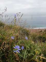 Cichorium intybus