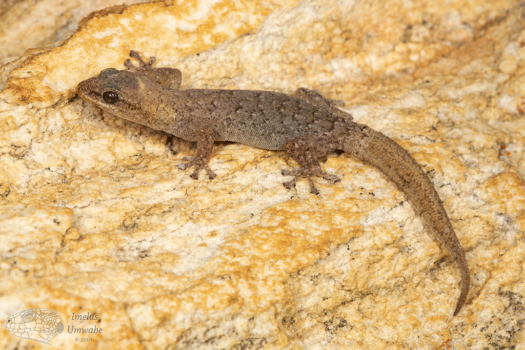 Hewitt's Pygmy Gecko