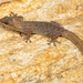 Hewitt’s Leaf-toed Gecko - Photo (c) Courtney Hundermark, some rights reserved (CC BY-NC), uploaded by Courtney Hundermark