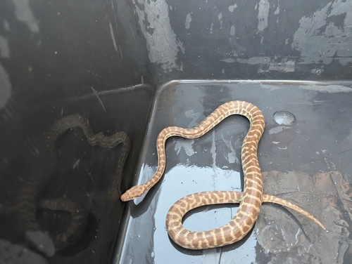 Children's Python sighting