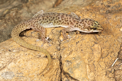 Pachydactylus purcelli