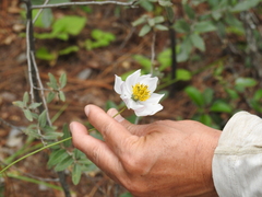 Cosmos palmeri