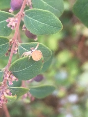 Arachnida