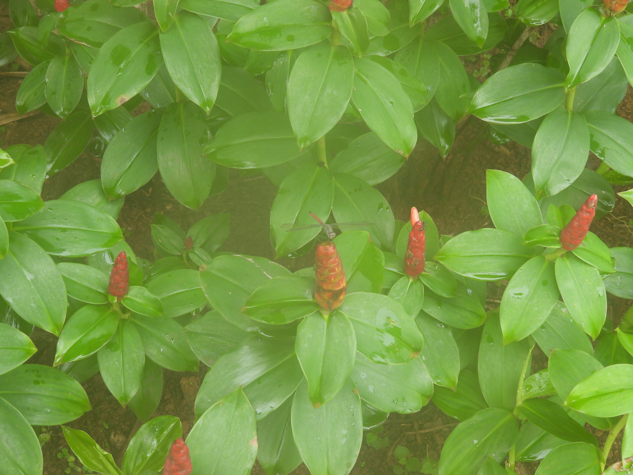 Asiatic Bloodtail