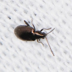 Phyllotreta