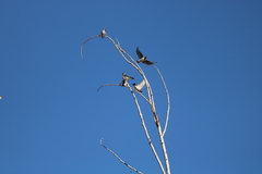 Tachycineta thalassina