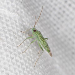 Orthotylinae