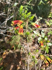 Erica unicolor
