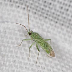 Orthotylinae