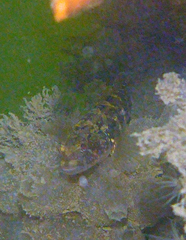 Tridentiger trigonocephalus