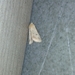 Helicoverpa