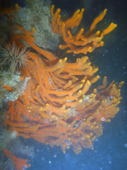 Clathria prolifera