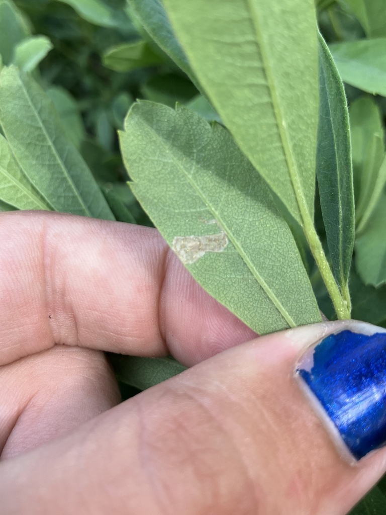 Caloptilia asplenifoliatella