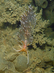 Sakuraeolis enosimensis