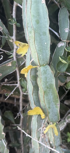 Cissus cactiformis, photograph 6