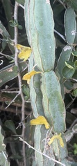 Cissus cactiformis, photograph author not stated, no rights reserved