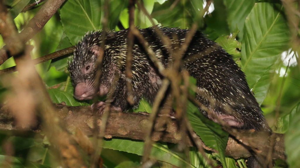 Rothschild's Porcupine
