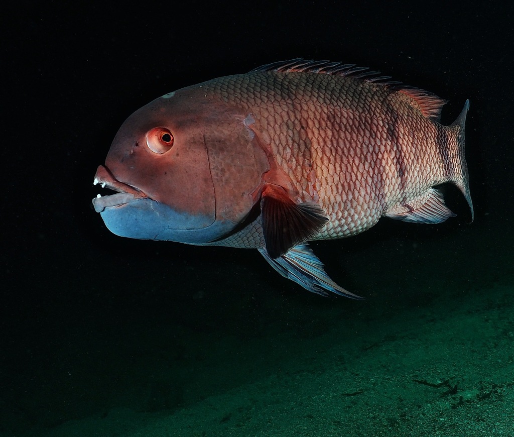 Giant Hogfish