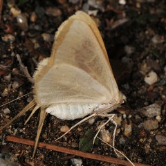 Sabulodes spoliata