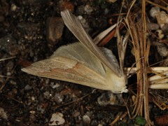 Sabulodes spoliata