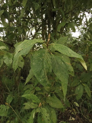 Critoniopsis bogotana