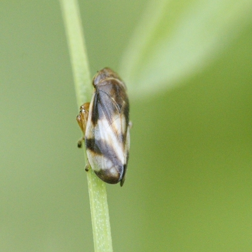 Neophilaenus albipennis