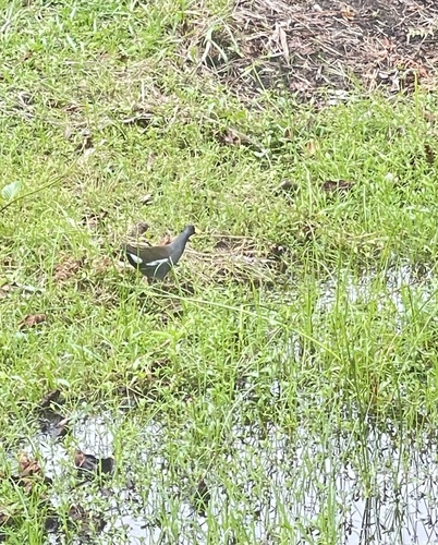 iNaturalist: (c) hammedojo, some rights reserved (CC BY-NC) iNaturalist image