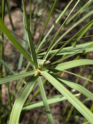 Cyperus sexangularis, photograph 3
