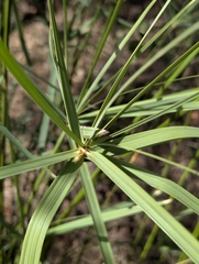 Cyperus sexangularis, photograph (c) Shedron Mukhumo, some rights reserved (CC BY)
