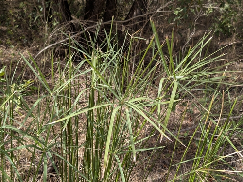 Cyperus sexangularis, photograph 4