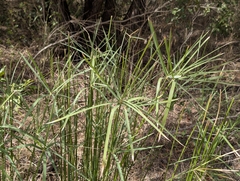 Cyperus sexangularis, photograph (c) Shedron Mukhumo, some rights reserved (CC BY)