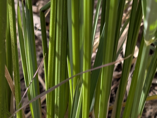 Cyperus sexangularis, photograph 5