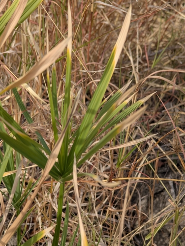 Cyperus sexangularis, photograph 6