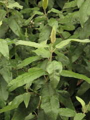 Ageratina asclepiadea
