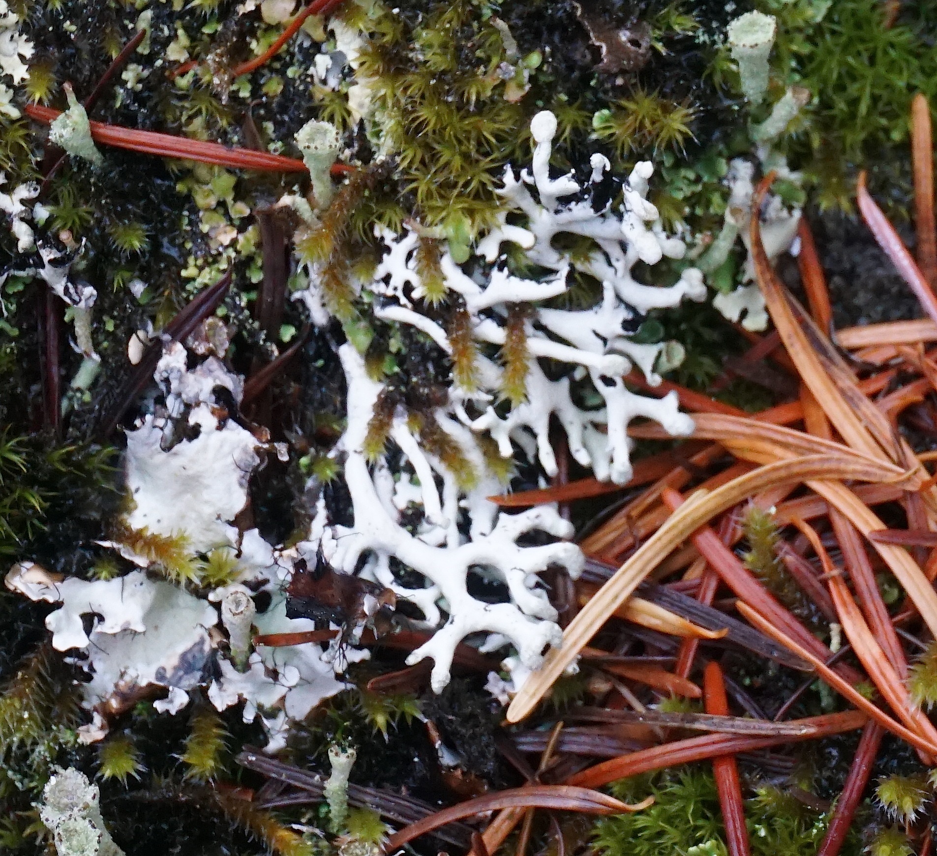 Hypogymnia image