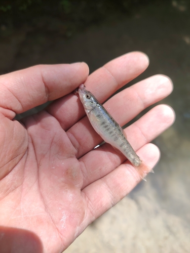 Colchic minnow (Phoxinus colchicus) — Cyprinidae — 2