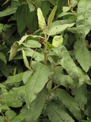 Ageratina asclepiadea