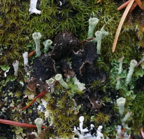 Melanelixia fuliginosa image