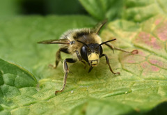 Anthophora furcata