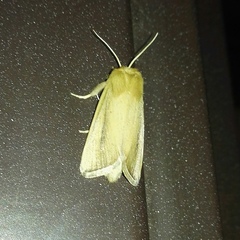 Sesamia nonagrioides