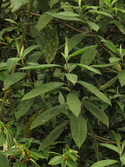 Lippia hirsuta