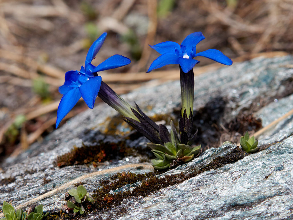 Calathianae