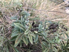 Pentanema germanicum