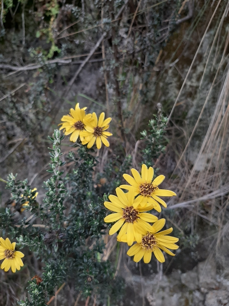 Monticalia peruviana